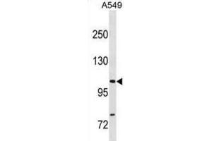 Western Blotting (WB) image for anti-Gem (Nuclear Organelle) Associated Protein 4 (GEMIN4) antibody (ABIN3001360) (GEMIN4 抗体)