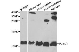 Western blot analysis of extracts of various cell lines, using PCBD1 antibody. (PCBD1 抗体)