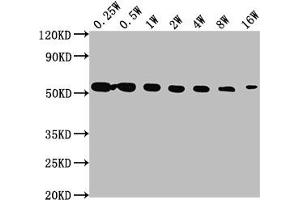 Western Blotting (WB) image for anti-Tubulin, alpha 1a (Tuba1a) antibody (ABIN7127861)