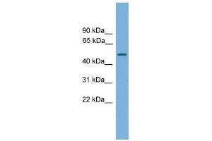CPA6 antibody used at 0.