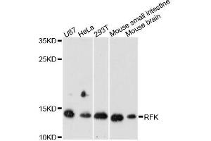 Western blot analysis of extracts of various cell lines, using RFK antibody (ABIN5996702) at 1:3000 dilution. (Riboflavin Kinase 抗体)