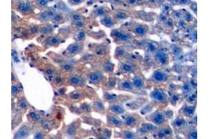 Detection of TGFb1 in Mouse Liver Tissue using Polyclonal Antibody to Transforming Growth Factor Beta 1 (TGFb1) (TGFB1 抗体  (AA 279-390))