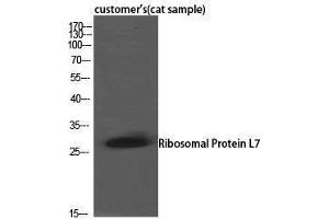 Western Blotting (WB) image for anti-Ribosomal Protein L7 (RPL7) (C-Term) antibody (ABIN3177249) (RPL7 抗体  (C-Term))