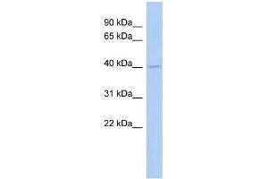 WB Suggested Anti-COQ2 Antibody Titration:  0. (COQ2 抗体  (Middle Region))