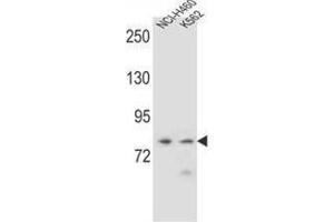 Western blot analysis in NCI-H460,K562 cell line lysates (35ug/lane) using PCDHA9 Antibody (N-term). (PCDHA9 抗体  (N-Term))