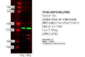 Western Blotting (WB) image for anti-Transcription Factor A, Mitochondrial (TFAM) (N-Term) antibody (ABIN2777277) (TFAM 抗体  (N-Term))