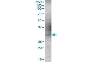 C9orf30 MaxPab polyclonal antibody. (MSANTD3 抗体  (AA 1-275))