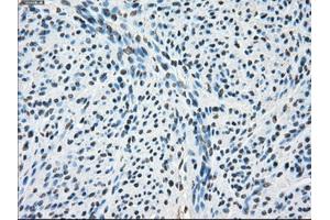Immunohistochemical staining of paraffin-embedded pancreas tissue using anti-PORmouse monoclonal antibody. (POR 抗体)