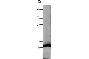 Western Blotting (WB) image for anti-Defensin, alpha 1 (DEFA1) antibody (ABIN2425767) (alpha Defensin 1 抗体)