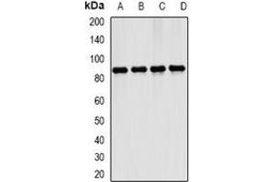 Western blot analysis of ERK5 expression in K562 (A), Ramos (B), mouse brain (C), mouse lung (D) whole cell lysates. (MAPK7 抗体)