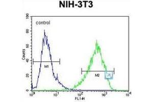 Flow cytometric analysis of NIH-3T3 cells using HOMEZ Antibody (N-term) Cat. (HOMEZ 抗体  (N-Term))