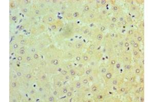 Immunohistochemistry of paraffin-embedded human liver tissue using ABIN7160933 at dilution of 1:100 (NDUFB7 抗体  (AA 2-137))