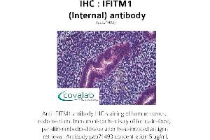 Image no. 2 for anti-Interferon-Induced Transmembrane Protein 1 (IFITM1) (Internal Region) antibody (ABIN1735772) (IFITM1 抗体  (Internal Region))