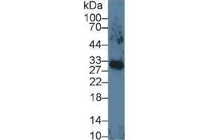 Mouse Capture antibody from the kit in WB with Positive Control: Human lung tissue lysates. (VEGFA ELISA 试剂盒)