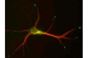 Cultured hippocampal neurons (9 DIV) double- Stained for MAP2 (red), L5/1 (green). (STMN2 抗体  (C-Term))