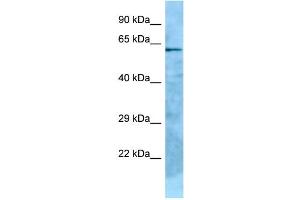 WB Suggested Anti-GPC2 Antibody Titration: 1. (GPC2 抗体  (C-Term))