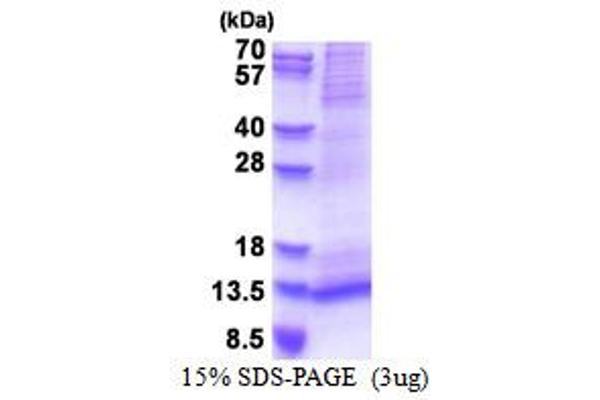 RAMP1 Protein (AA 27-117) (His tag)