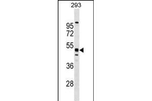 MTL5 Antibody (C-term) (ABIN1537168 and ABIN2849603) western blot analysis in 293 cell line lysates (35 μg/lane). (MTL5 抗体  (C-Term))