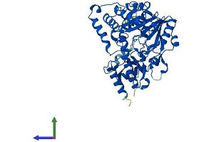Protein Structure (PS) image for Cysteine Conjugate-beta Lyase 2 (CCBL2) (AA 1-455) protein (His tag) (ABIN7558158)