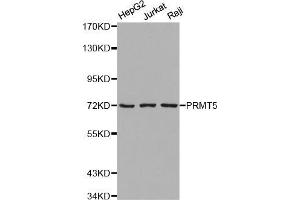 Western blot analysis of extracts of various cell lines, using PRMT5 antibody (ABIN5971275). (PRMT5 抗体)