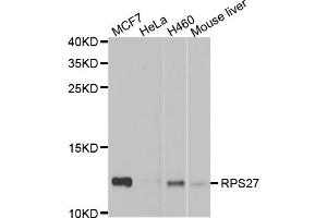 Western blot analysis of extracts of various cell lines, using RPS27 antibody (ABIN5974067) at 1/1000 dilution. (RPS27 抗体)