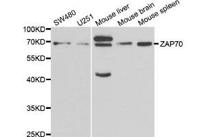 Western blot analysis of extracts of various cell lines, using ZAP70 antibody. (ZAP70 抗体)