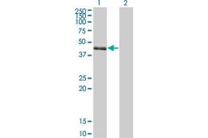 Western Blot analysis of SPDEF expression in transfected 293T cell line by SPDEF monoclonal antibody (M01), clone 4A5. (SPDEF/PSE 抗体  (AA 92-200))