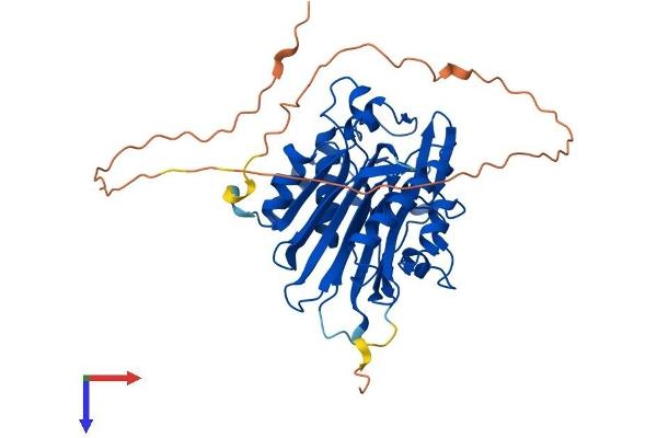 CCRN4L Protein (AA 1-431) (His tag)