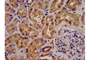 IHC image of ABIN7143948 diluted at 1:300 and staining in paraffin-embedded human kidney tissue performed on a Leica BondTM system. (Chromosome 6 Open Reading Frame 134 (C6orf134) (AA 194-238) 抗体)
