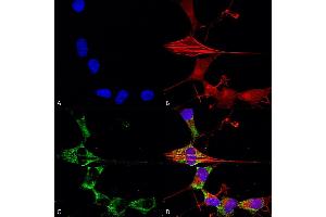 Immunocytochemistry/Immunofluorescence analysis using Mouse Anti-FGFA/FHFA (pan) Monoclonal Antibody, Clone S235-22 (ABIN1741082). (FGF13 抗体  (AA 2-18) (Biotin))