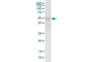 PI4KAP2 MaxPab polyclonal antibody. (PI4KAP2 抗体  (AA 1-577))