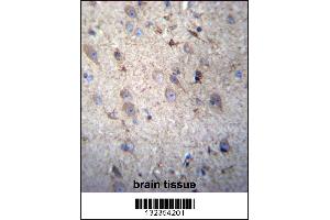 GSTM5 Antibody immunohistochemistry analysis in formalin fixed and paraffin embedded human brain tissue followed by peroxidase conjugation of the secondary antibody and DAB staining. (GSTM5 抗体  (N-Term))