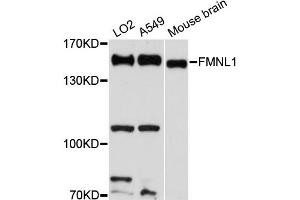 Western blot analysis of extracts of various cell lines, using FMNL1 antibody (ABIN6292086) at 1:3000 dilution. (Formin-Like 1 抗体)