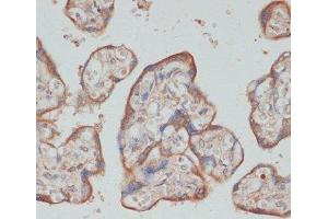 Immunohistochemistry of paraffin-embedded Human placenta using TES Polyclonal Antibody at dilution of 1:100 (40x lens). (TES 抗体)