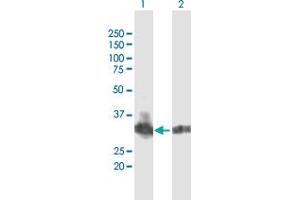 Western Blot analysis of B3GNT4 expression in transfected 293T cell line by B3GNT4 MaxPab polyclonal antibody. (B3GNT4 抗体  (AA 1-378))