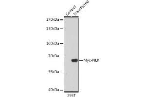 Western blot analysis of extracts of normal 293T cells and 293T transfected with Myc-NLK protein,using Myc-Tag antibody (ABIN3020568 and ABIN3020569) at 1:5000 dilution. (Myc Tag 抗体)