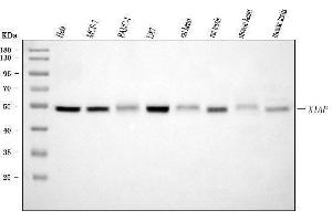 Western blot analysis of XIAP using anti-XIAP antibody (ABIN7600103).