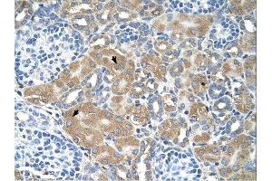 LMAN2 antibody was used for immunohistochemistry at a concentration of 4-8 ug/ml. (LMAN2 抗体  (N-Term))