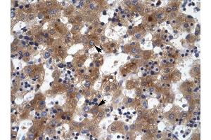 ZNF551 antibody was used for immunohistochemistry at a concentration of 4-8 ug/ml to stain Hepatocytes (arrows) in Human Liver. (ZNF551 抗体  (N-Term))