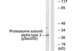 Western blot analysis of extracts from NIH-3T3 cells treated with EGF 200ng/ml 30', using Proteasome alpha3 (Phospho-Ser250) Antibody. (Proteasome alpha3 (AA 206-255), (pSer250) 抗体)