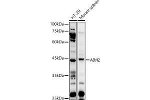 Western blot analysis of extracts of various cell lines, using  antibody (ABIN1678616, ABIN3017747, ABIN3017748 and ABIN6220230) at 1:1000 dilution. (AIM2 抗体  (AA 1-260))