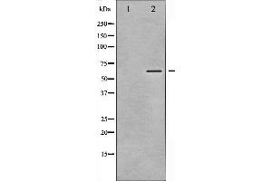 Western blot analysis of CaMK2 alpha/ beta/ delta phosphorylation expression in NIH-3T3 whole cell lysates,The lane on the left is treated with the antigen-specific peptide. (CaMK2 alpha/beta/delta 抗体  (pThr305))