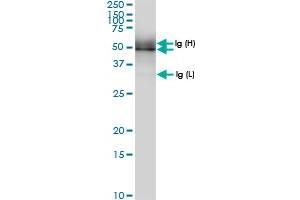 Immunoprecipitation of PUS1 transfected lysate using anti-PUS1 MaxPab rabbit polyclonal antibody and Protein A Magnetic Bead , and immunoblotted with PUS1 MaxPab rabbit polyclonal antibody (D01) . (PUS1 抗体  (AA 1-399))