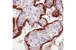 Immunohistochemical staining (Formalin-fixed paraffin-embedded sections) of human placenta with GDF15 monoclonal antibody, clone CL0328  shows strong immunoreactivity in the trophoblast layer. (GDF15 抗体)