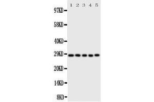Western Blotting (WB) image for anti-Caspase 14, Apoptosis-Related Cysteine Peptidase (CASP14) (AA 223-242), (C-Term) antibody (ABIN3043977) (CASP14 抗体  (C-Term))