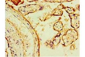 Immunohistochemistry of paraffin-embedded human placenta tissue using ABIN7166413 at dilution of 1:100 (Transglutaminase 2 抗体  (AA 438-687))