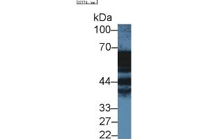 Western Blotting (WB) image for anti-Annexin A11 (ANXA11) (AA 1-505) antibody (ABIN7435868)