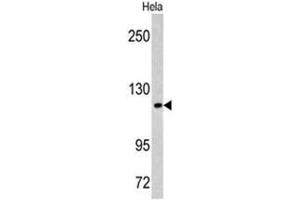 Western blot analysis of MAML3 antibody (C-term) in Hela cell line lysates (35ug/lane). (MAML3 抗体  (C-Term))