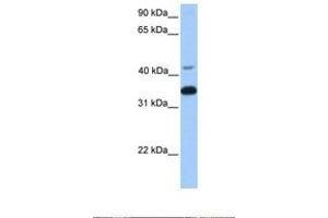 Image no. 1 for anti-Guanine Nucleotide Binding Protein (G Protein), beta Polypeptide 2 (GNB2) (AA 148-197) antibody (ABIN6738439)