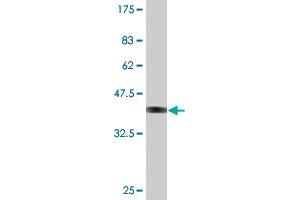 Western Blot detection against Immunogen (37 KDa) . (IDO1 抗体  (AA 304-403))